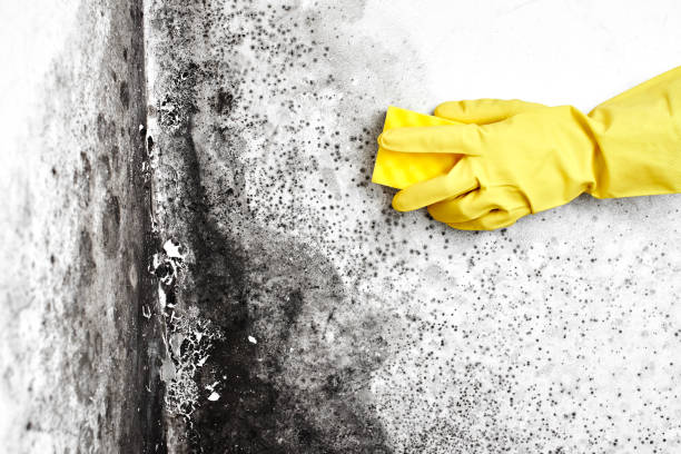 Best Emergency Mold Removal  in Hugoton, KS