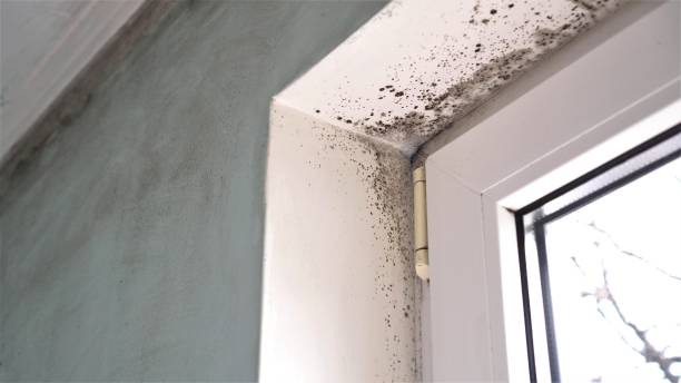 Best Office Mold Removal Services  in Hugoton, KS