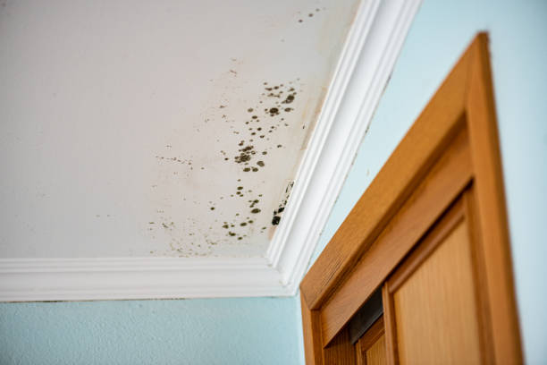 Certified Mold Removal in Hugoton, KS