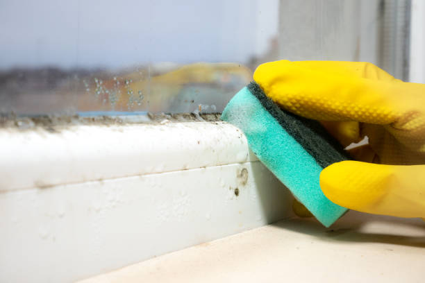 Reliable Hugoton, KS Mold Removal Solutions