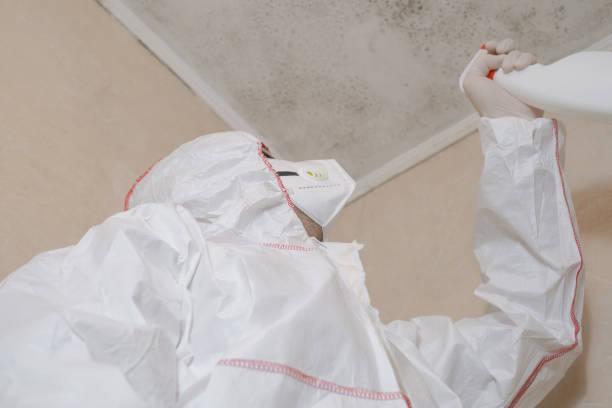 Office Mold Removal Services in Hugoton, KS