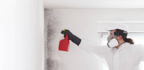 Attic Mold Removal in Hugoton, KS