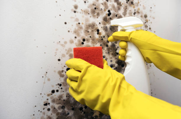 Best Commercial Mold Removal  in Hugoton, KS