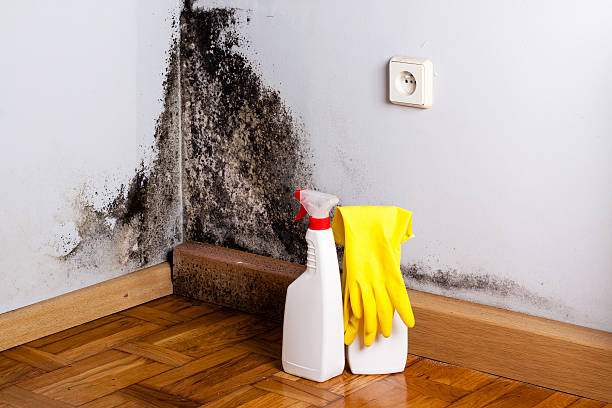 Best Mold Removal Company Near Me  in Hugoton, KS
